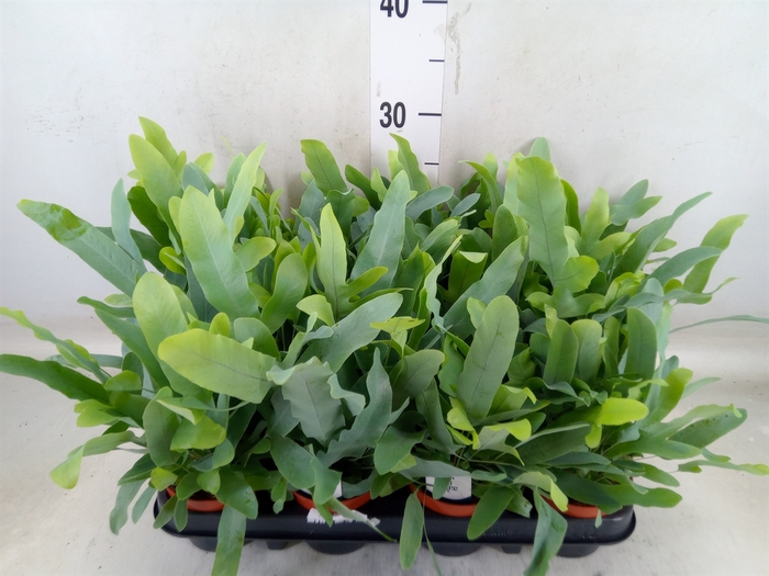 <h4>Phlebodium aureum 'Blue Star'</h4>