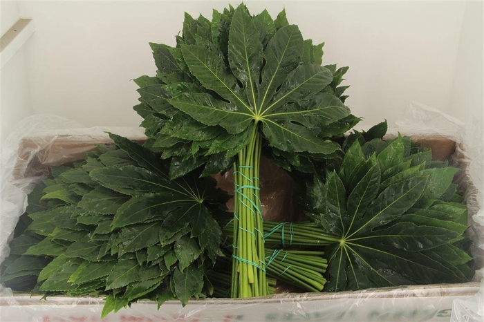 <h4>FATSIA JAPONICA BLAD</h4>