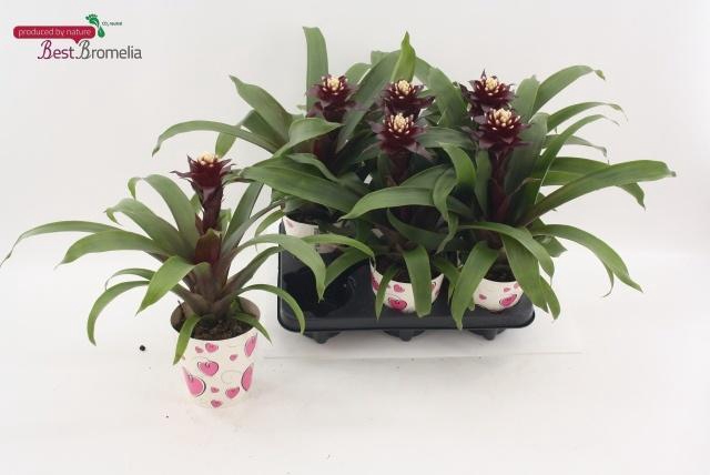 <h4>GUZM PAULINA</h4>