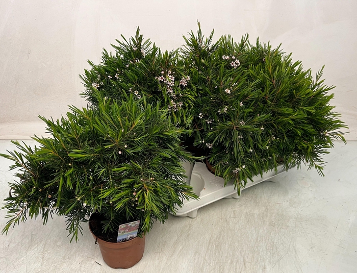 <h4>CHAMEL U SNOW FLAKE</h4>