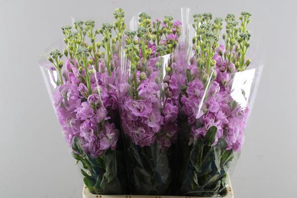 <h4>Matth Iron Pink</h4>