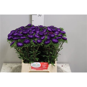Callis Mats D Blauw