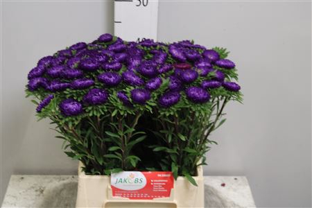 <h4>Callis Donker Blauw</h4>