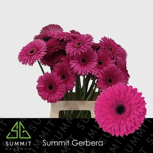 Gerbera Madeira Lang Ongelijk 60cm Water X40 Lang