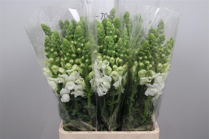 <h4>Antir It. White</h4>