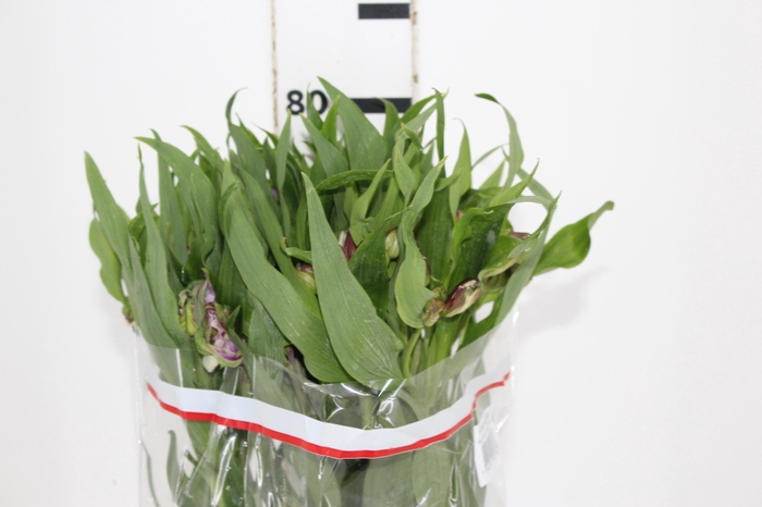 <h4>ALSTROEMERIA FLORENTINA 080 CM</h4>