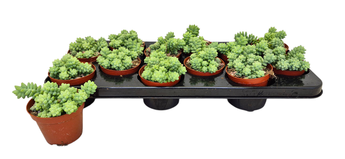 <h4>SEDUM BURRITO</h4>