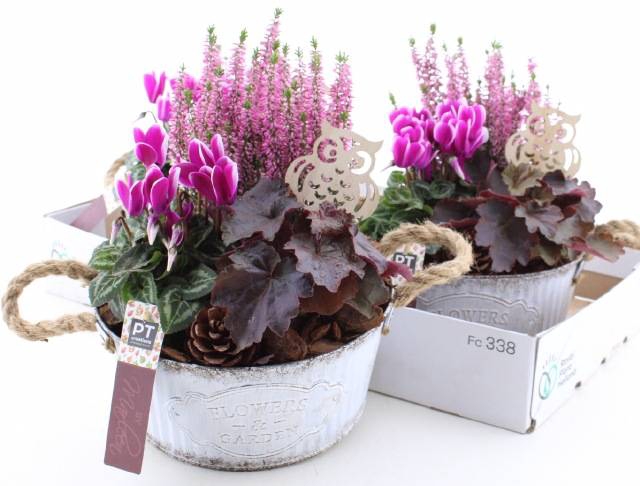 <h4>ARR TUINPLANTEN</h4>