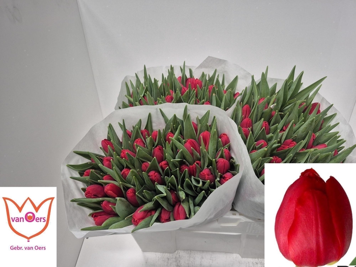 <h4>TU EN RED STONE</h4>