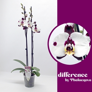 Polka Dots 2-tak 60cm (GROEN)