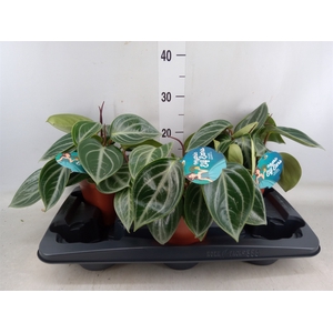 Peperomia