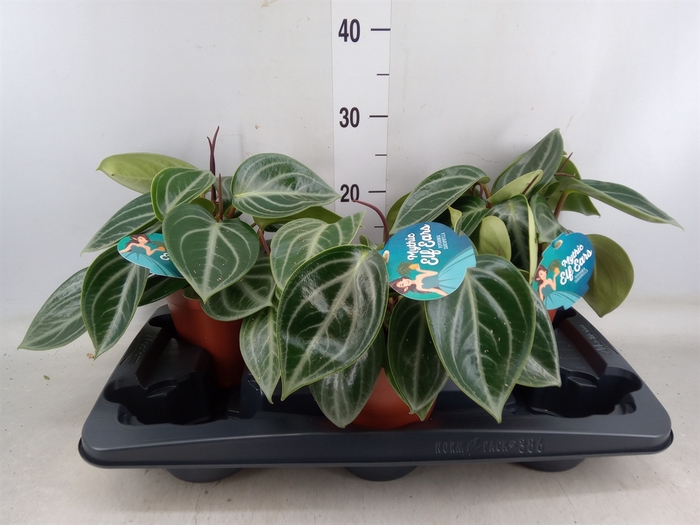 <h4>Peperomia</h4>