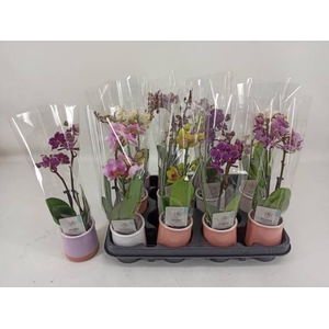 PHAL MINI