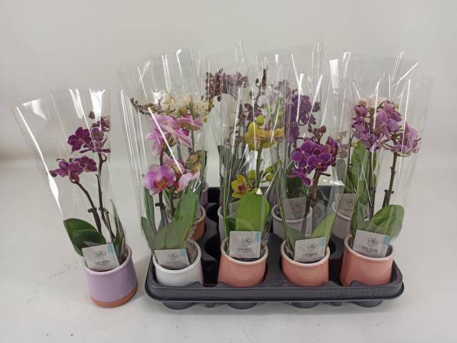 <h4>PHAL MINI</h4>