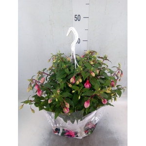 Fuchsia   ...