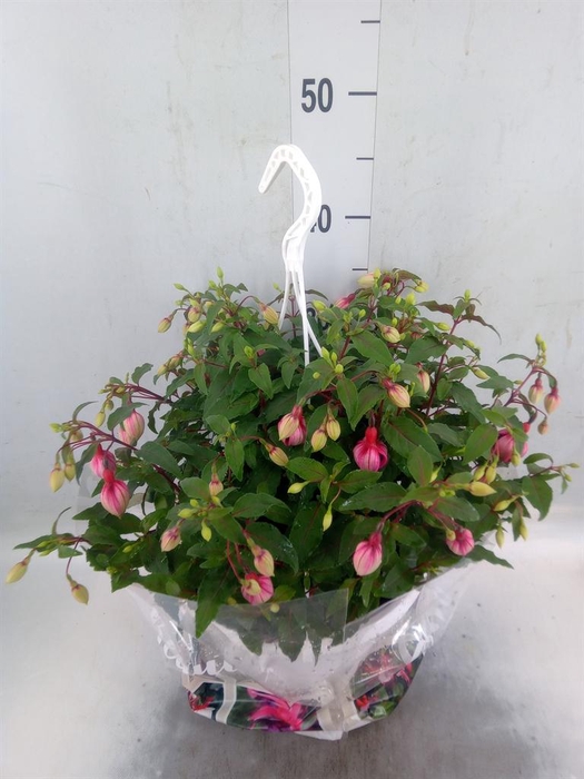 <h4>Fuchsia   ...</h4>