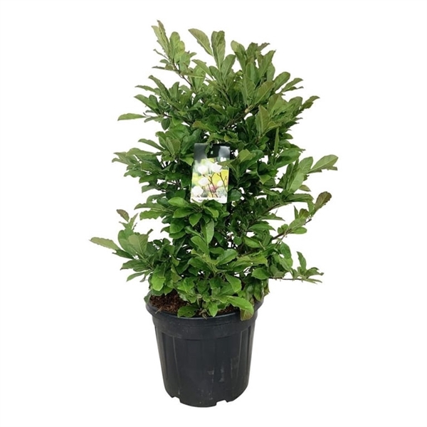 <h4>Magnolia loebneri 'Wildcat'</h4>