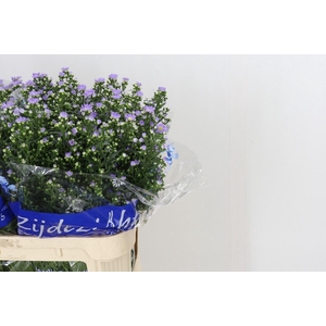 ASTER CASSANDRA ASTER CASSANDRA