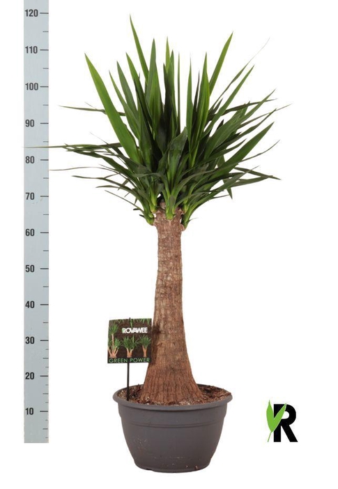 <h4>YUC ELEPHANTIPES</h4>