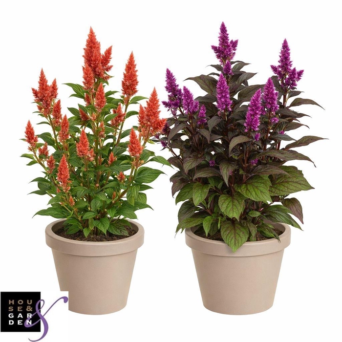 <h4>CEL ARGENTEA GEM</h4>