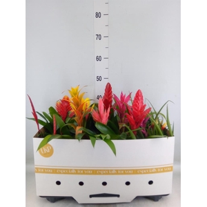 Bromelia   ...mix 10