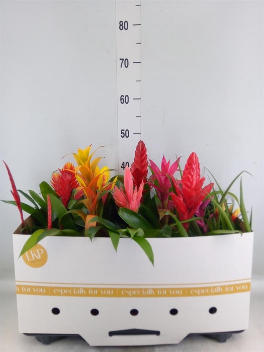 <h4>Bromelia   ...mix 10</h4>
