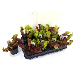 SARRACENIA OV