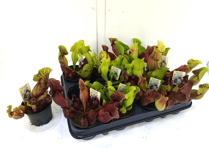 <h4>SARRACENIA OV</h4>