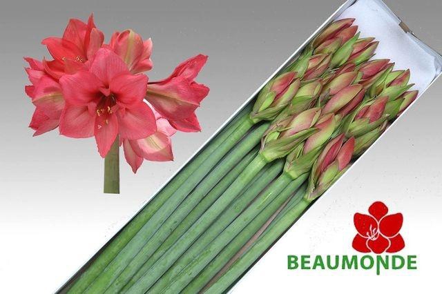 <h4>Hipp Ga Pleasure</h4>