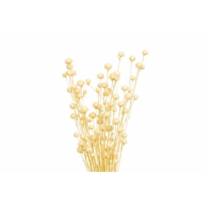 Dried Papermulberry Bleached Extra Bunch
