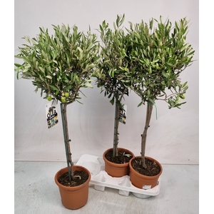OLEA EUROPAEA