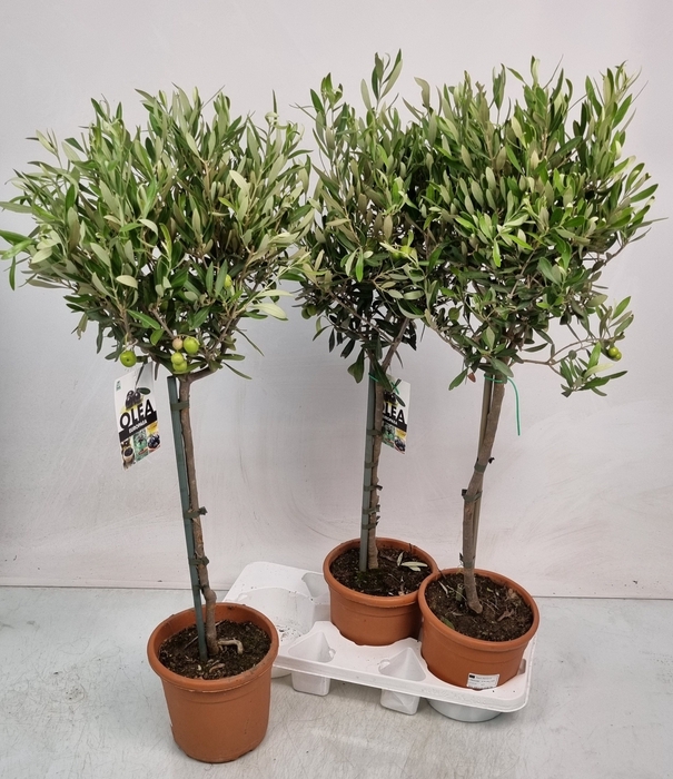 <h4>OLEA EUROPAEA</h4>