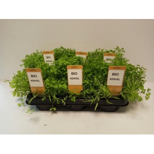 Kervel P12 HERBIO steker