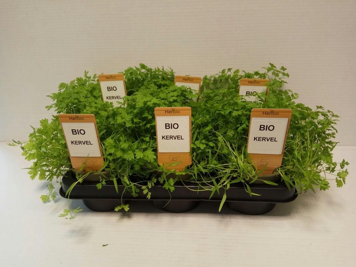 <h4>Kervel P12 HERBIO steker</h4>