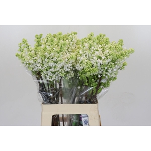 Lilac Vulg Madame Florent Stepman