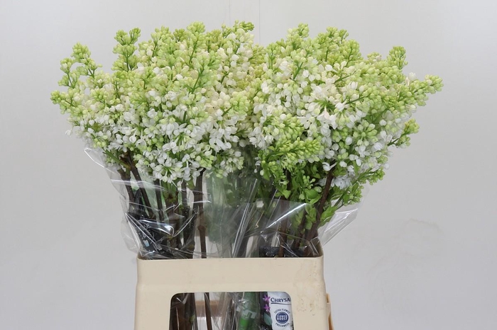 <h4>Lilac Vulg Madame Florent Stepman</h4>