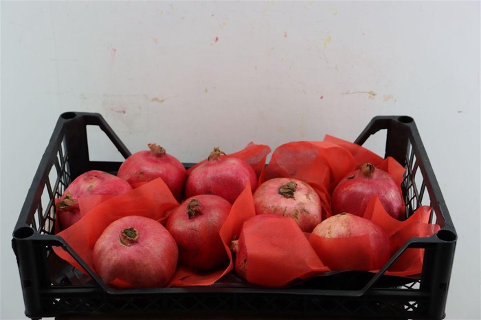<h4>Sier Granaatappel Red X9 P Box</h4>