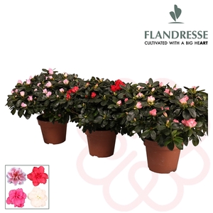 Azalea Flandresse® 'gemengd' 37 - 40 cm