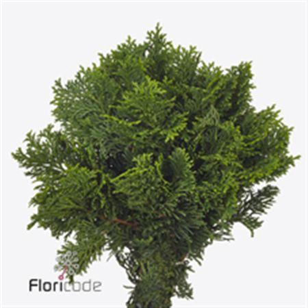 <h4>Co Chamae Obtusa Nana Gracilis</h4>