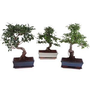 Bonsai Mixed in ø25cm Ceramic with Saucer