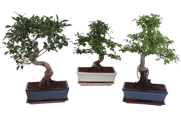 <h4>Bonsai Mixed in ø25cm Ceramic with Saucer</h4>