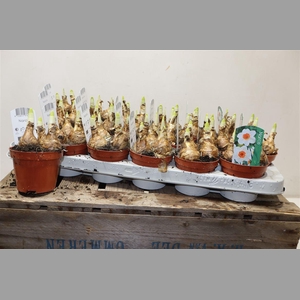 Narcis Bernett Browning