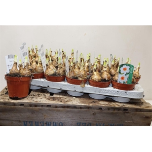 arr8 Narcis Bernett Browning