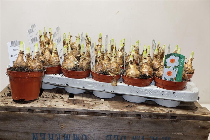 <h4>arr8 Narcis Bernett Browning</h4>