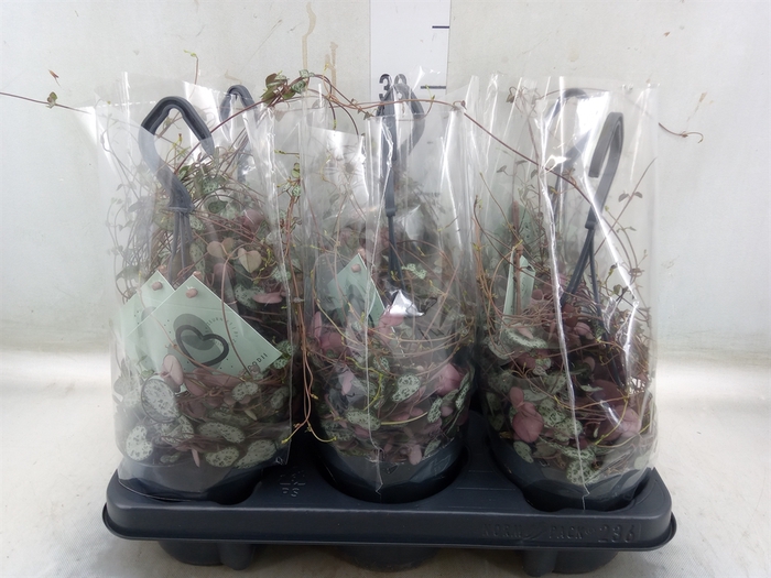 <h4>Ceropegia woodii ssp. woodii</h4>