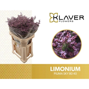 LIMONIUM PIUMA SKY LIM PIUMA SKY 80