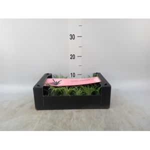 Tillandsia ionantha