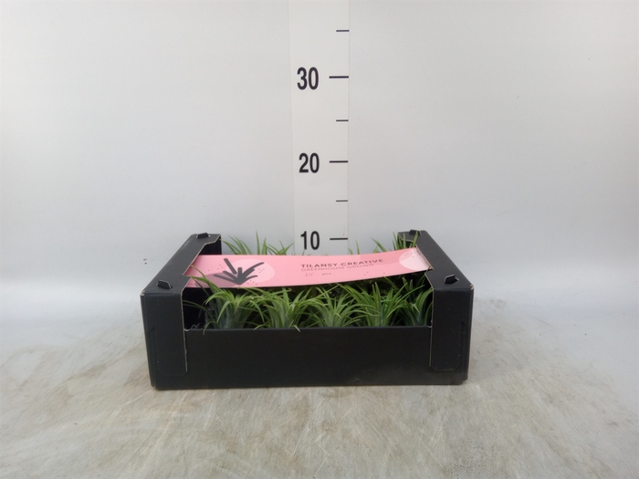 <h4>Tillandsia ionantha</h4>
