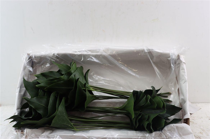 <h4>Anth Blad Arrow</h4>