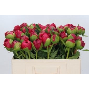 Paeonia Command Performance